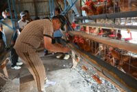 Bupati Humbahas Oloan Nababan meninjau peternakan ayam petelur milik BUMDes Siponjot di Lintongnihuta sebagai dukungan terhadap ekonomi masyarakat dan ketahanan pangan.