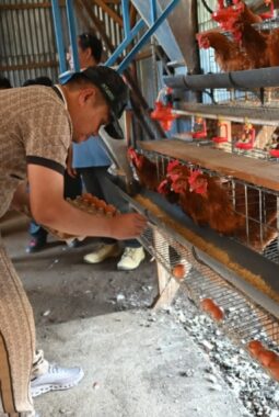 Bupati Oloan Tinjau Peternakan Ayam Petelur BUMDes Siponjot, Dorong Ekonomi dan Ketahanan Pangan