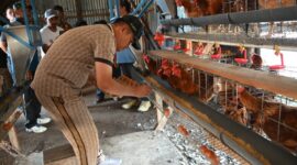 Bupati Humbahas Oloan Nababan meninjau peternakan ayam petelur milik BUMDes Siponjot di Lintongnihuta sebagai dukungan terhadap ekonomi masyarakat dan ketahanan pangan.