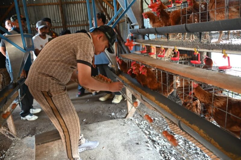 Bupati Humbahas Oloan Nababan meninjau peternakan ayam petelur milik BUMDes Siponjot di Lintongnihuta sebagai dukungan terhadap ekonomi masyarakat dan ketahanan pangan.