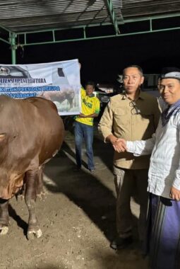 Bupati JTP Hutabarat Serahkan Sapi Kurban Presiden Prabowo di Tarutung, Perkuat Semangat Kebersamaan Idul Adha